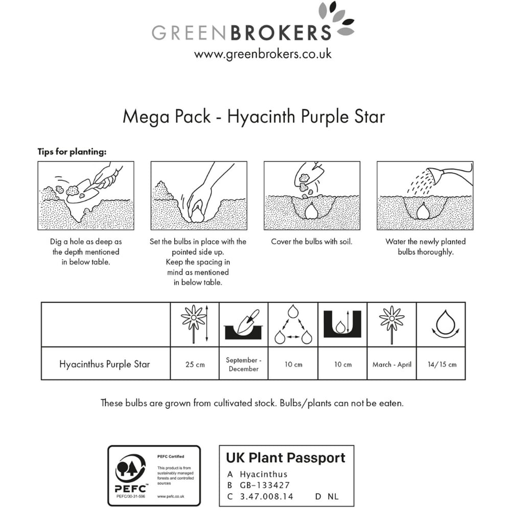GreenBrokers Purple Star Hyacinth Bee Friendly Bulb 10 Pack Image 3