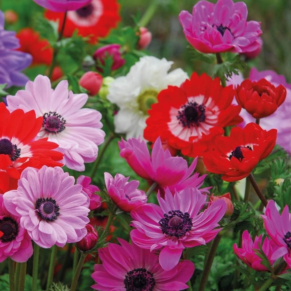 Thompson and Morgan Anemone St Brigid Doubles Planting Bulb 50 Pack Image 7
