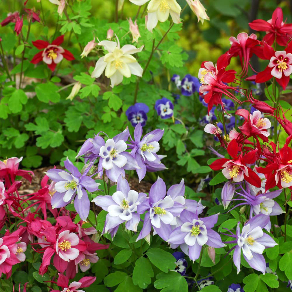 Thompson and Morgan Aquilegia Mrs Scott Elliott Garden Ready Plant 30 Pack Image 4