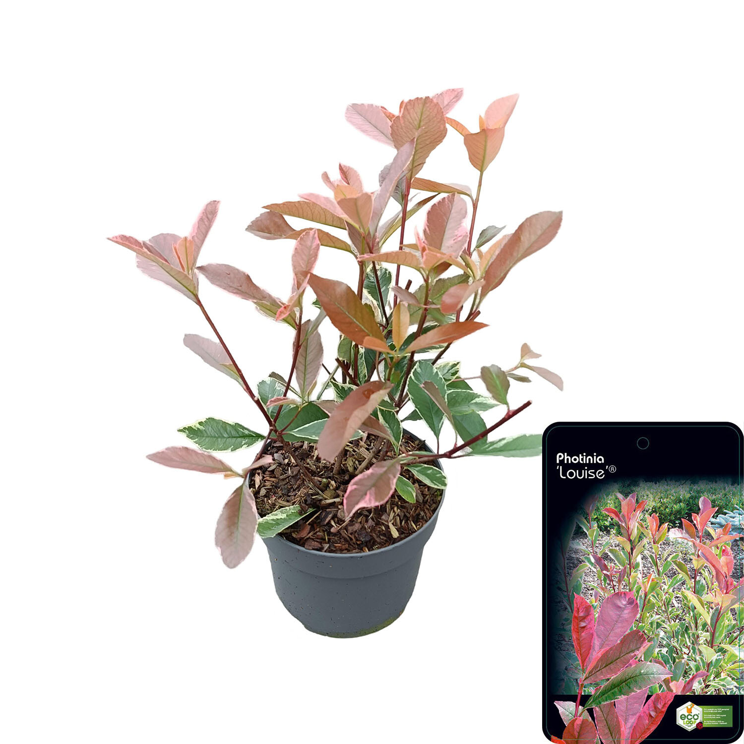 Photinia Louise 17cm - Red Image