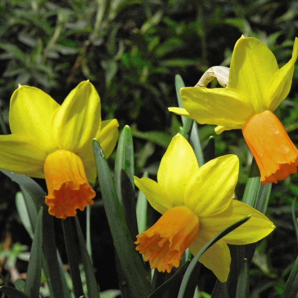 Thompson and Morgan Daffodil Jetfire Planting Bulb 40 Pack Image 3