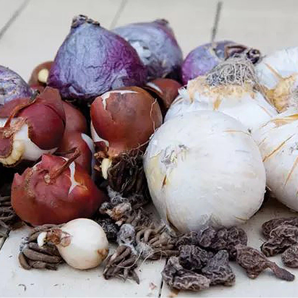 Thompson and Morgan Flowering Bonanza Collection Spring Planting Bulb 50 Pack Image 8