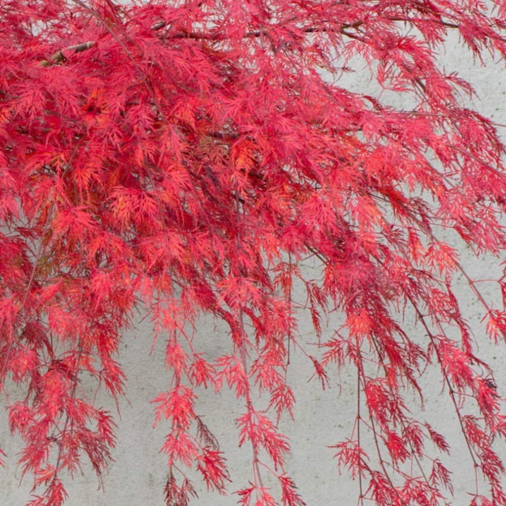 Thompson & Morgan Acer Palmatum Emerald Lace Plant Pot 9cm Image 4