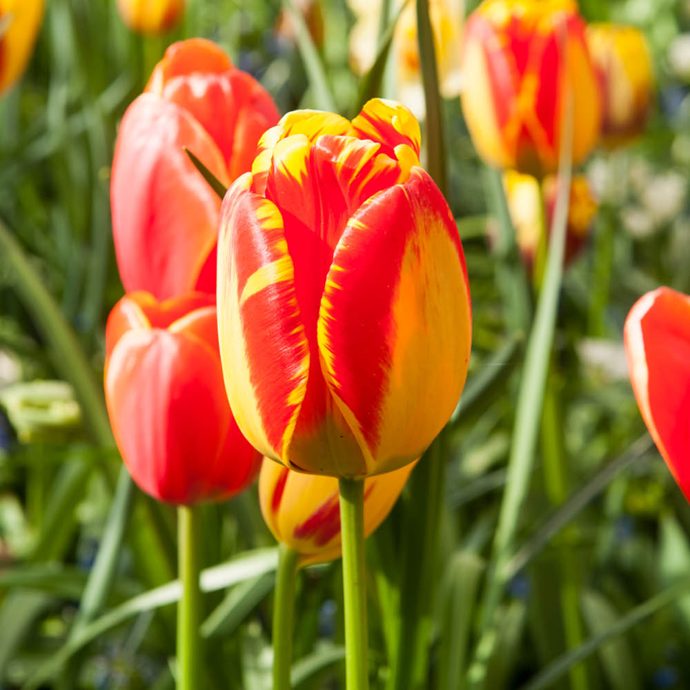 YouGarden Tulip Banja Luka Planting Bulb 24 Pack Image 1