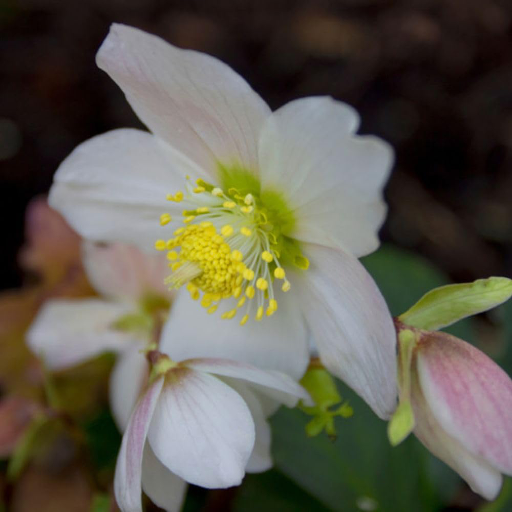 Thompson and Morgan Christmas Gift Helleborus Christmas Carol Plant Pot 12cm 3 Pack Image 3