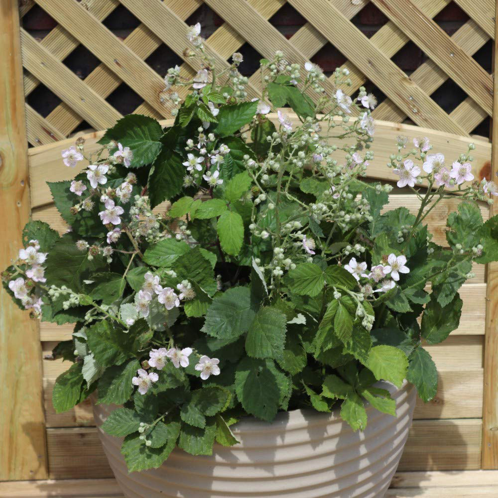 Thompson & Morgan Blackberry Rubus Coolaris Patio Potted Plant 9cm 1L Image 5