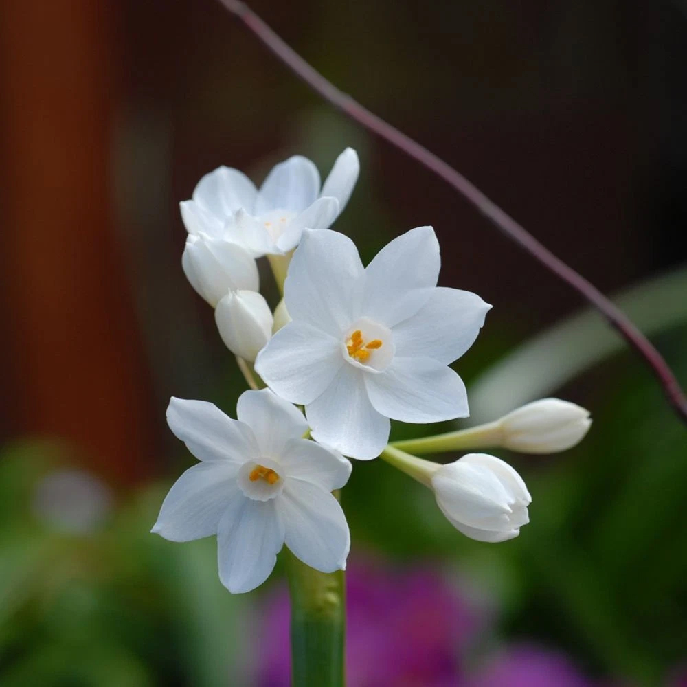 Thompson and Morgan Daffodil Papyraceus Planting Bulb 16 Pack Image 3