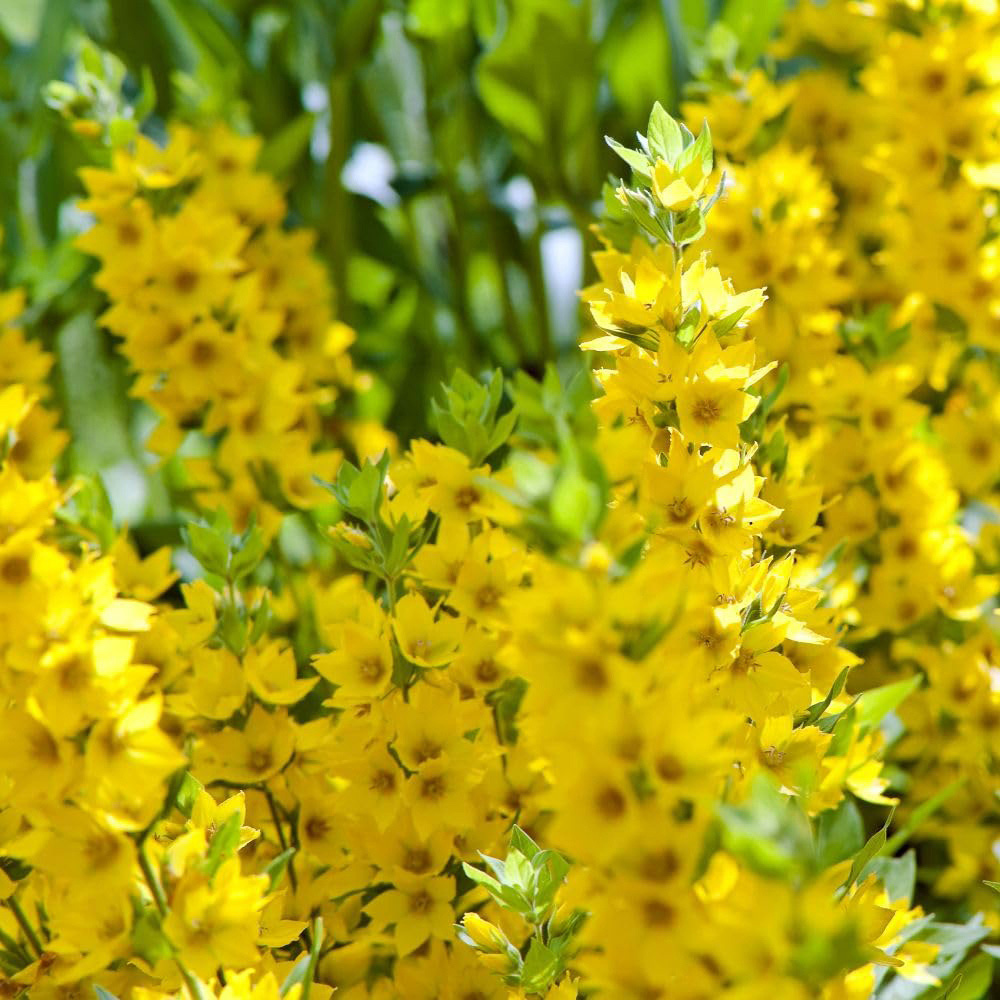 Thompson and Morgan Lysimachia Punctata Plant Pot 9cm Image 3