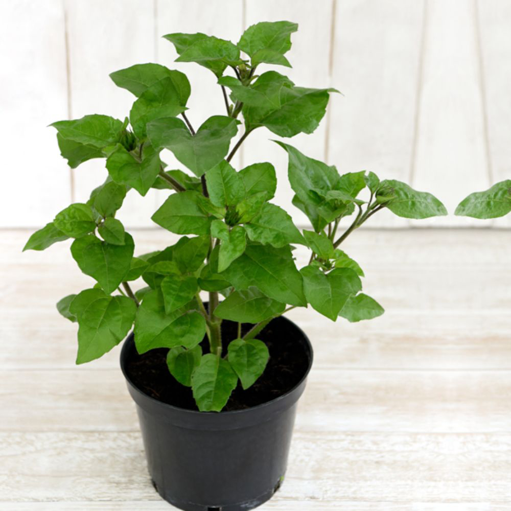 Thompson and Morgan Sunflower SunBelievable Brown Eyed Girl Plant Pot 9cm Image 5