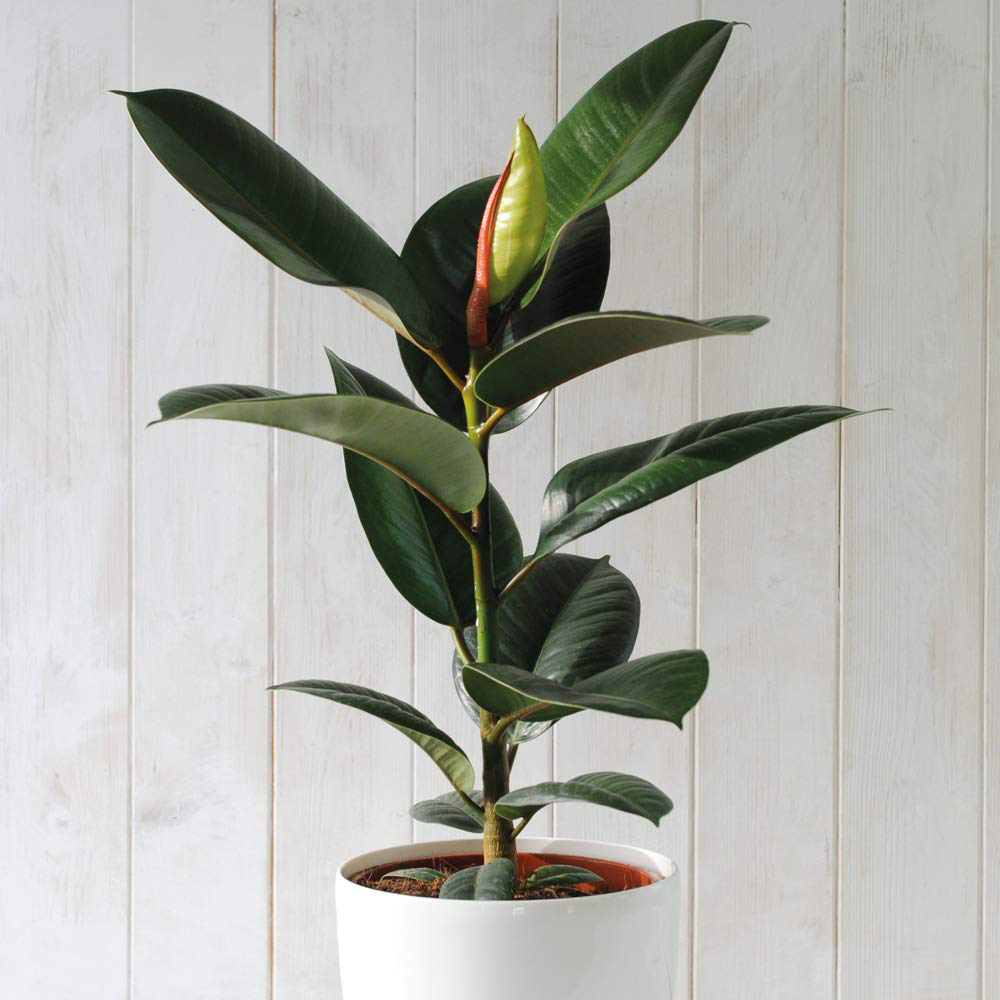 Thompson and Morgan Ficus Indian Rubber Plant Pot 12cm 3 Pack Image 4