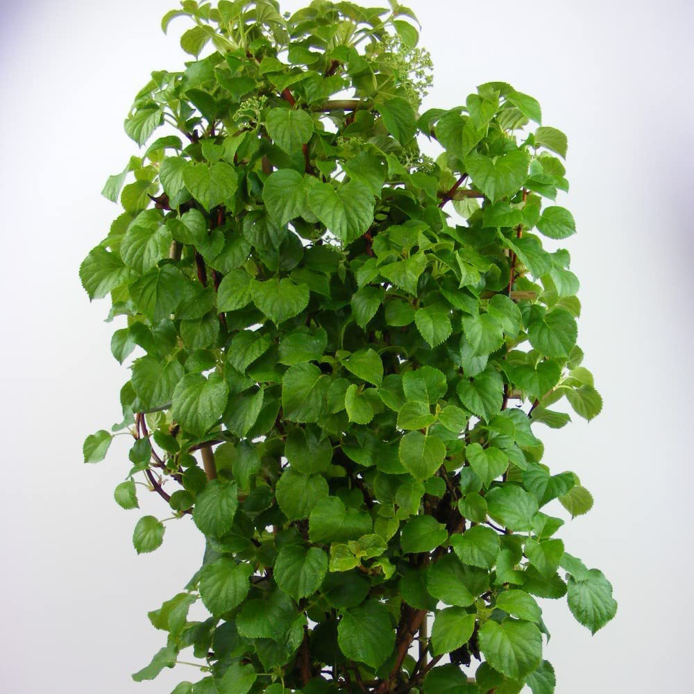 Thompson and Morgan Hydrangea Anomala Petiolaris Plant Pot 1.7L Image 4