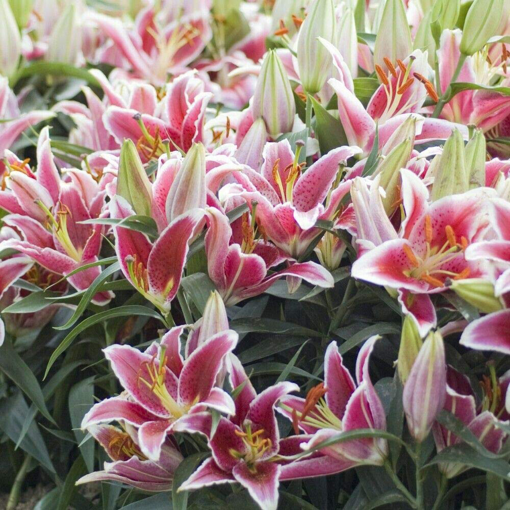 Thompson and Morgan Lily Groundcover Dazzler Planting Bulb 9 Pack Image 4