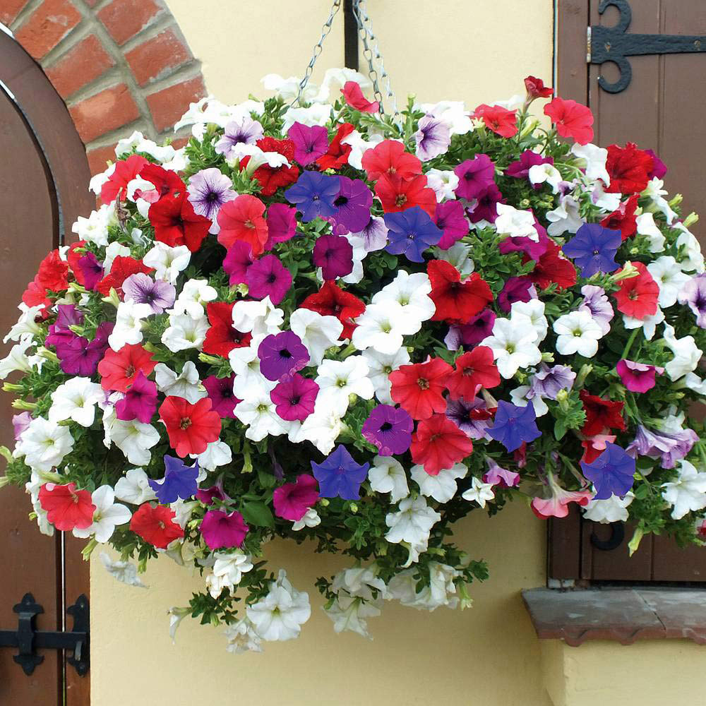 Thompson and Morgan Petunia Surfinia Preplanted Hanging Basket 20cm 4 Pack Image 2