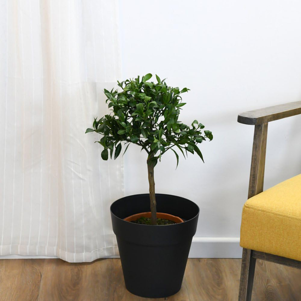 Thompson and Morgan Mandarin Citrus Tree Plant Pot 5L Image 2