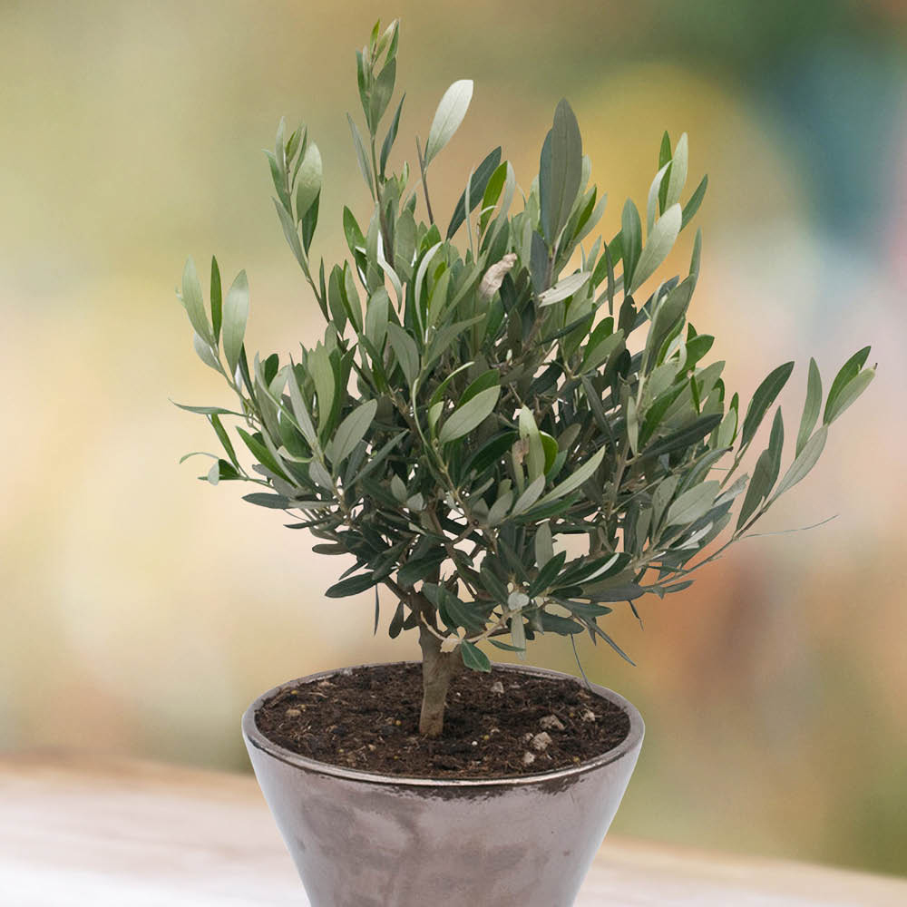 YouGarden Mini Olive Tree Plant Pot 15cm Image 5