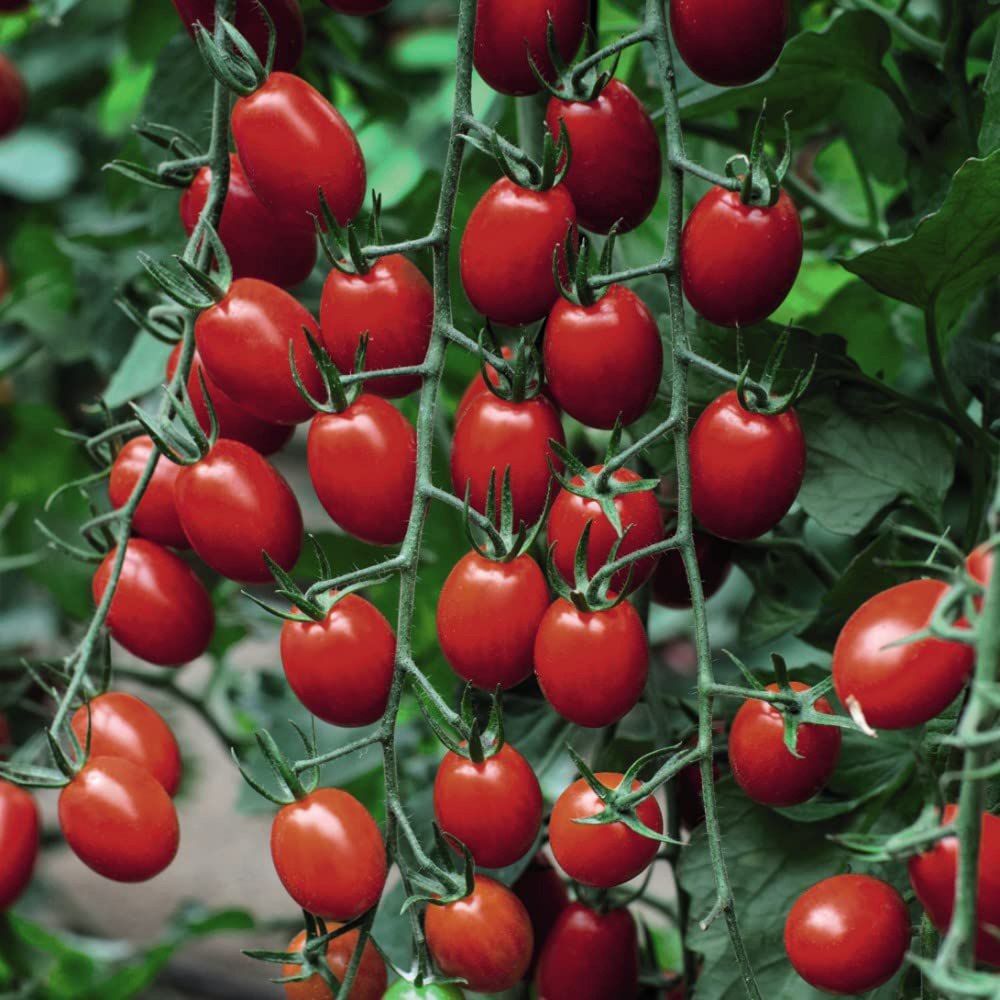 Thompson and Morgan Tomato Grafted Aviditas Postiplug Plant 3 Pack Image 3