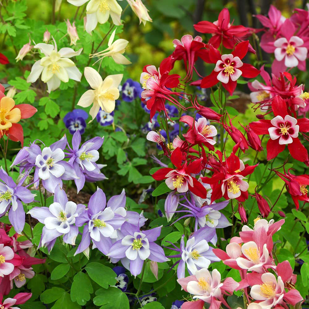 Thompson and Morgan Aquilegia Mrs Scott Elliott Plant Plug 48 Pack Image 3