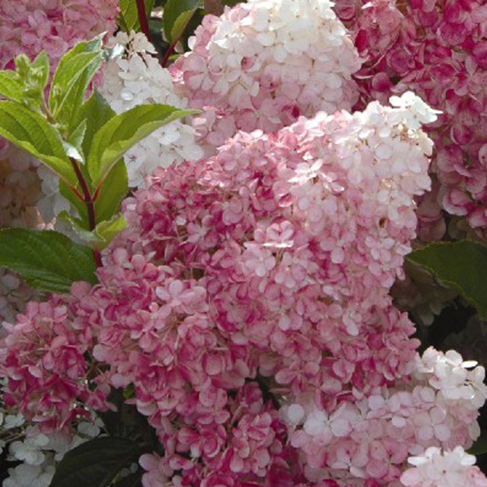 Thompson and Morgan Hydrangea Vanilla Fraise Dark Grey Patio Plant Pot 8cm 2 Pack Image 4