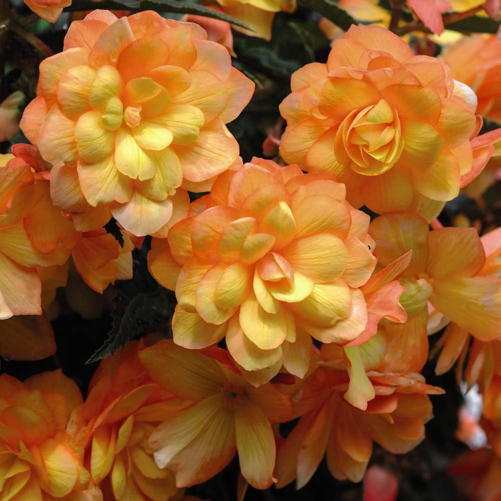 Thompson and Morgan Begonia Illumination Apricot Shades Improved Plant Plug 72 Pack Image 1