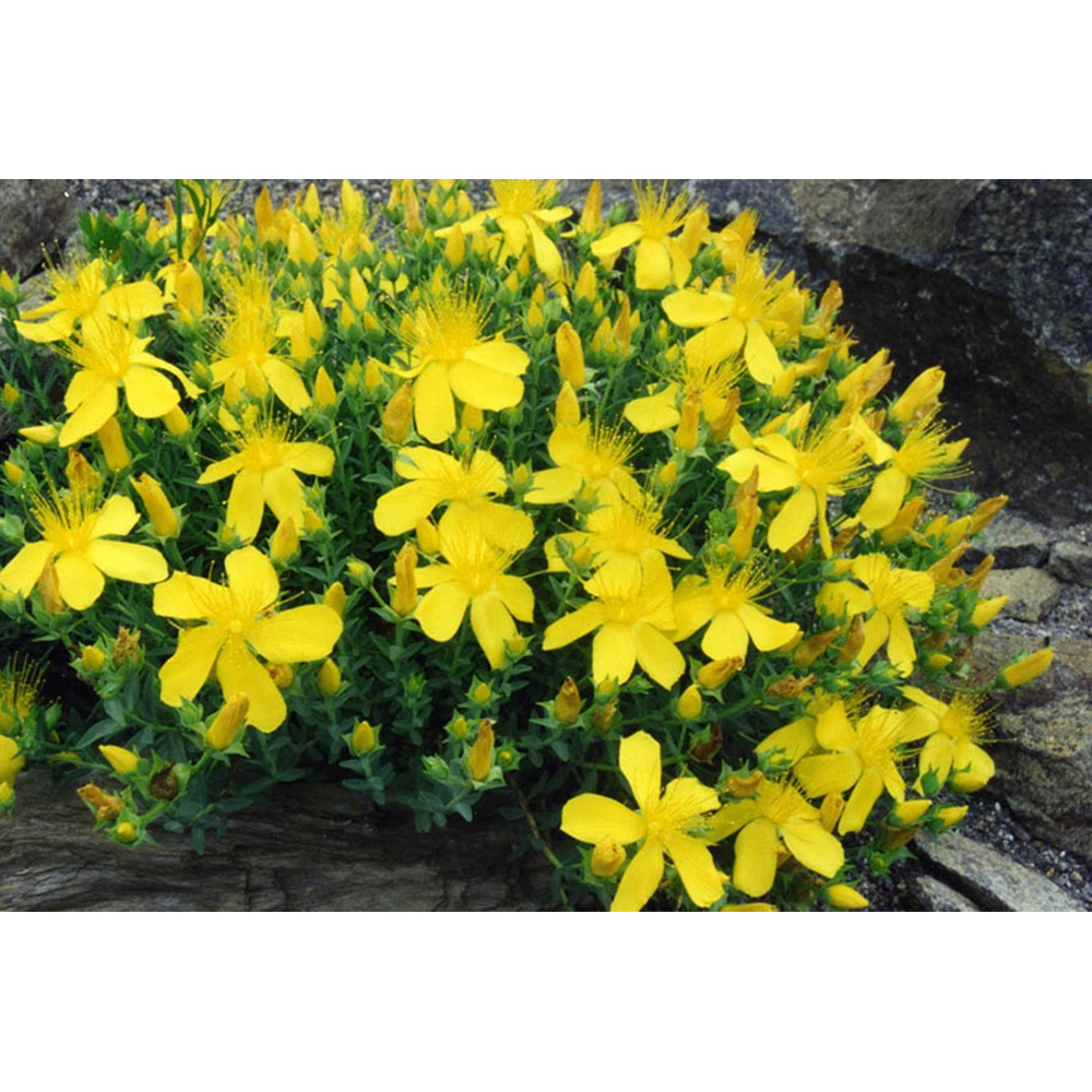 Inspirational Gifting Hypericum Bare Root Hedge Plant Sapling 30-60cm 20 Pack Image 6