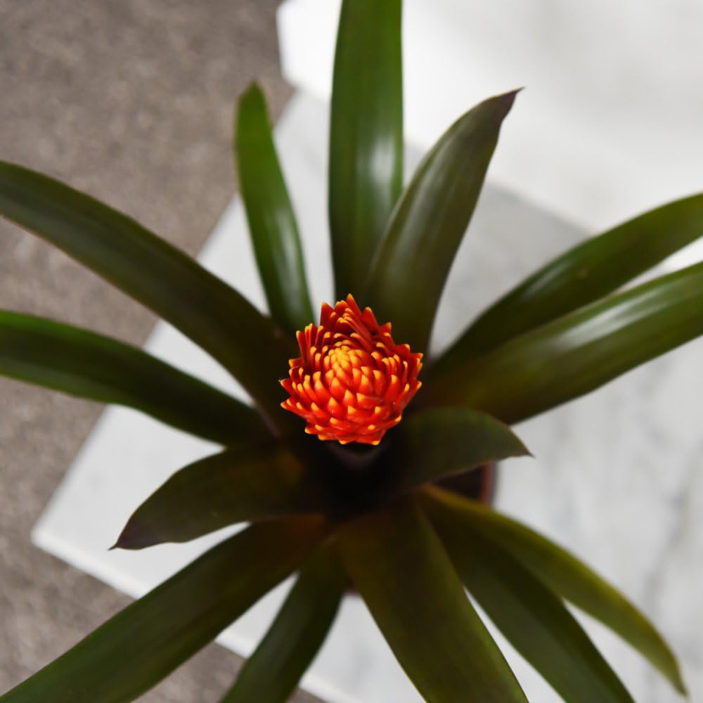 Thompson and Morgan Guzmania Tala Plant Pot 12cm Image 4
