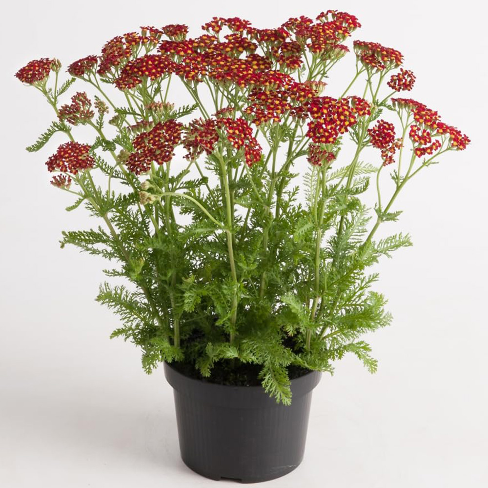 Thompson and Morgan Achillea Milly Rock Red Plant Pot 2L 3 Pack Image 2