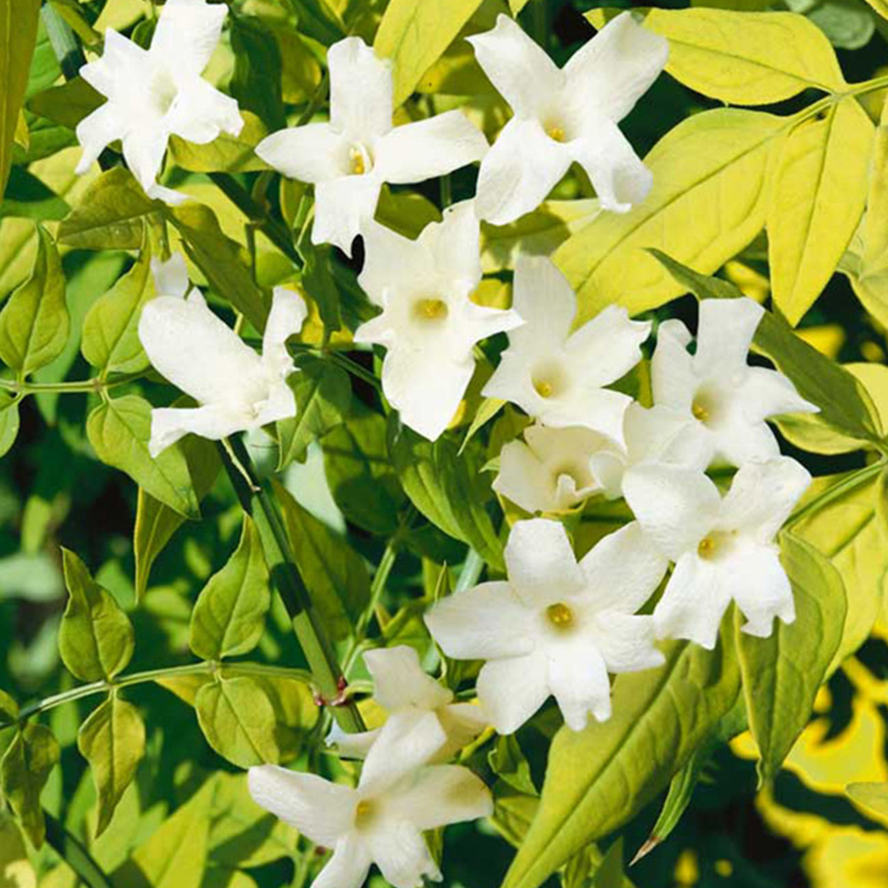 Thompson and Morgan Jasmine Officinale Fiona Sunrise Plant Pot 3L Image 1