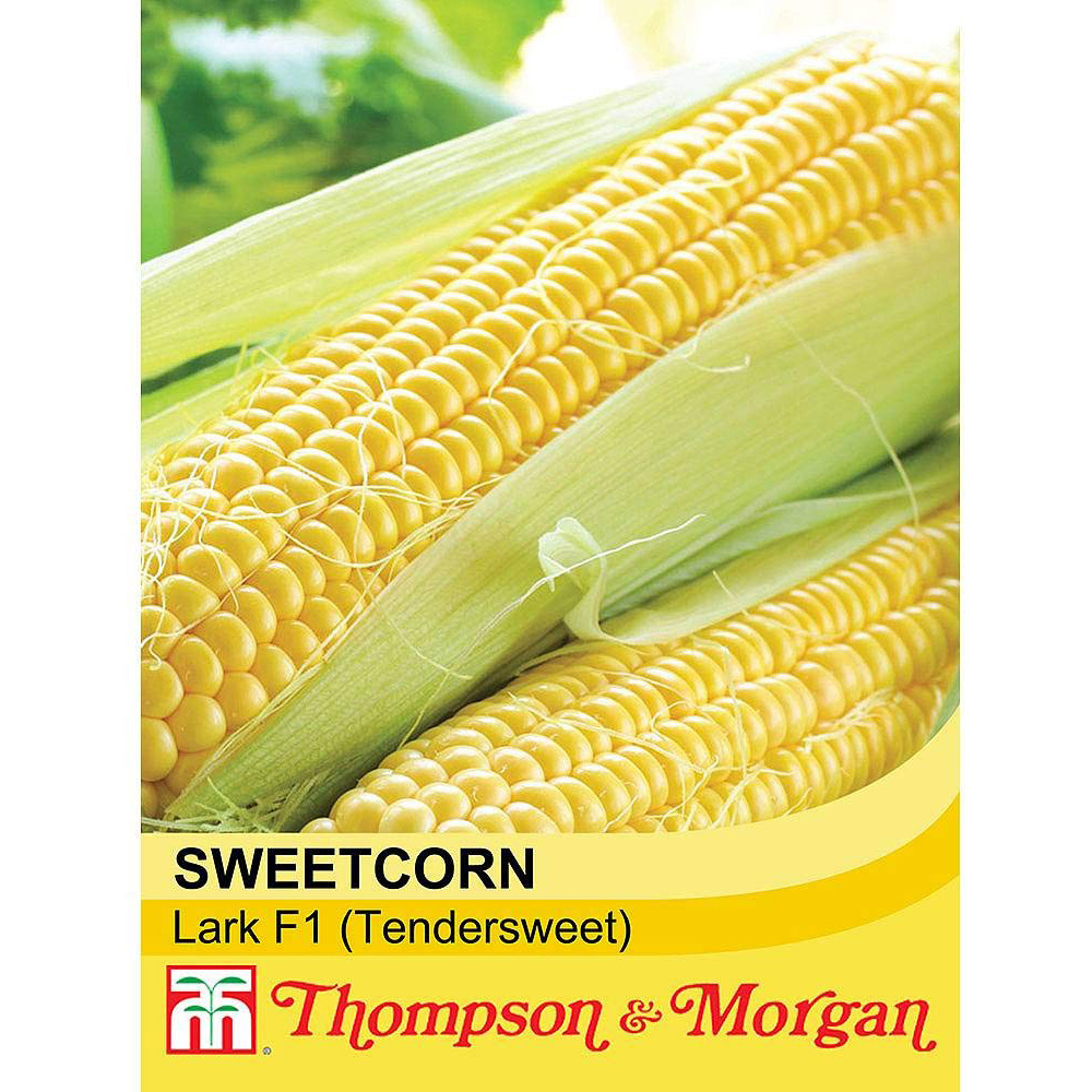 Thompson & Morgan Sweetcorn Lark F1 Hybrid Seeds Image 2