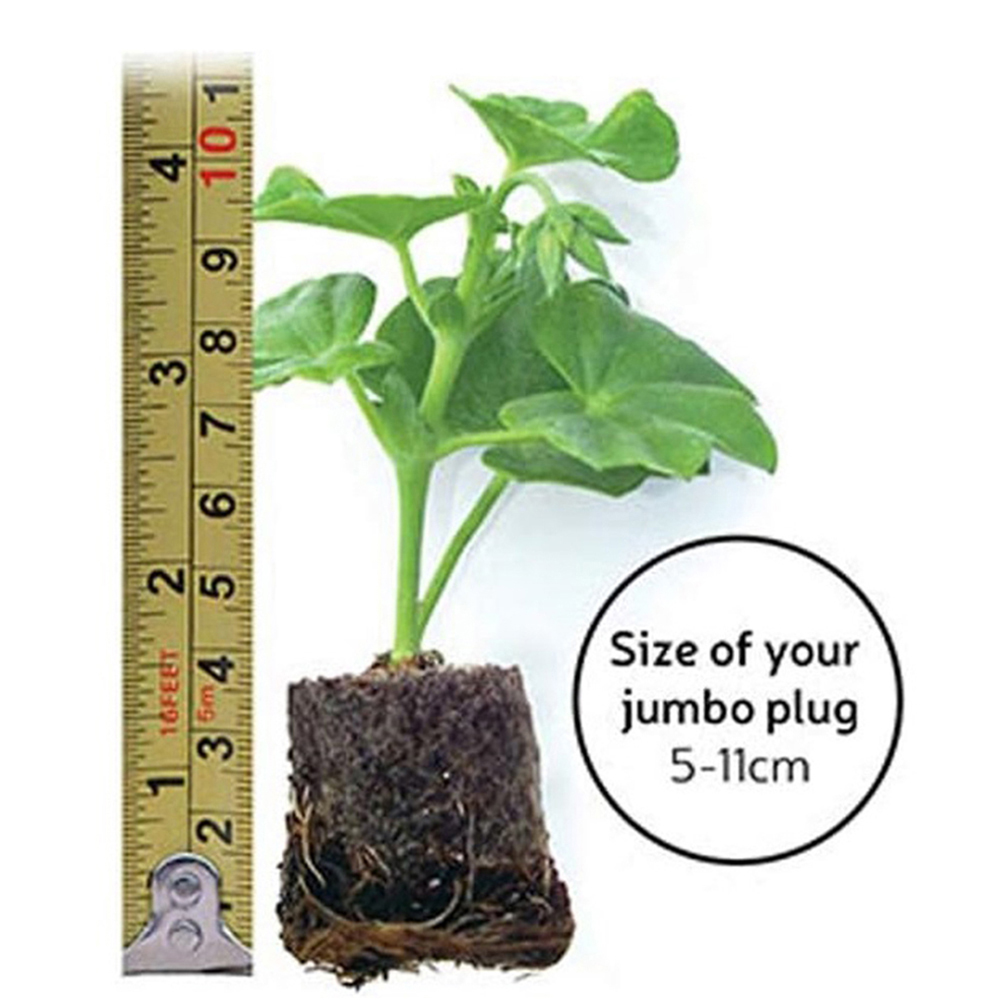 Thompson and Morgan Penstemon Icecream Strawberries and Cream Jumbo Plug Plant Image 3