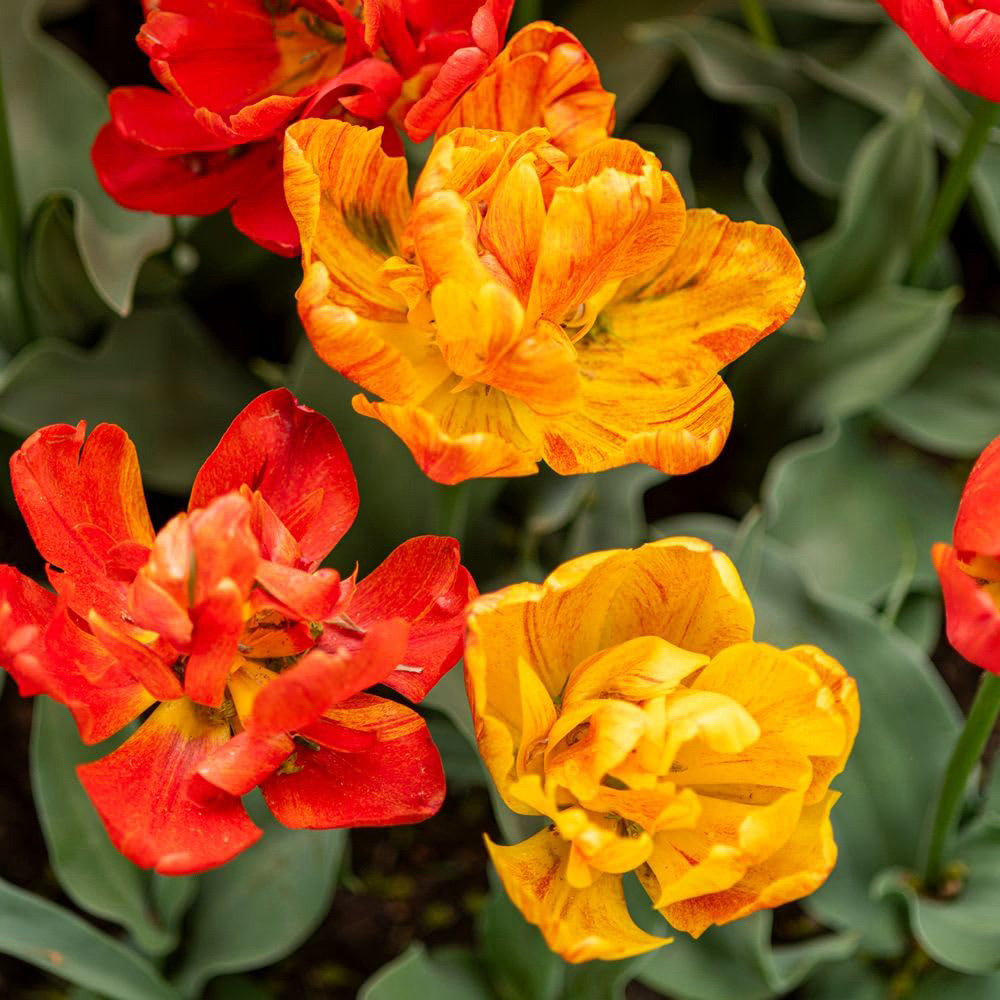 Thompson and Morgan Nurserymans Choice Tulip Planting Bulb 8 Pack Image 8