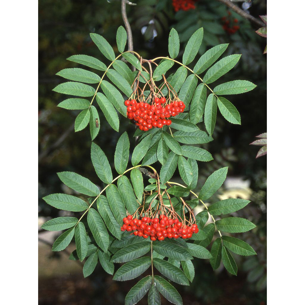 Frank P Matthews Trees Sorbus Aucuparia Tree in Pot 12L Image 2