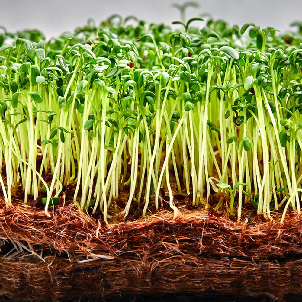 Coco & Coir Microgreen Replacement Mat 3 Pack Image 2