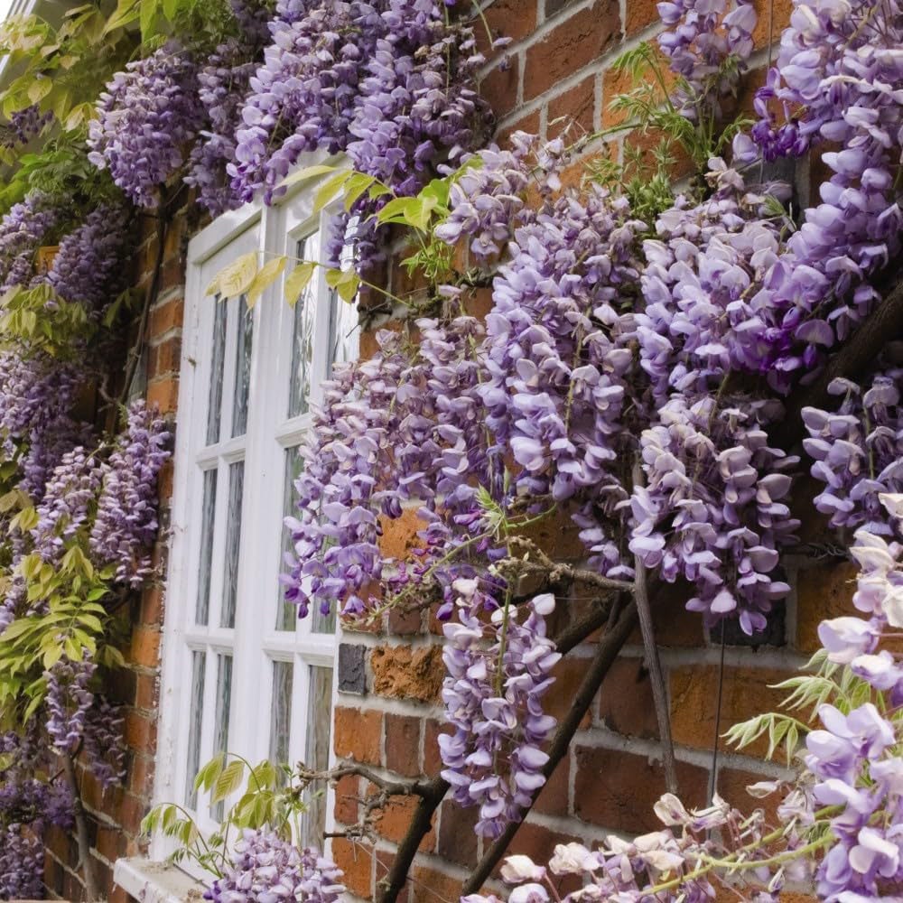 Thompson and Morgan Wisteria Sinensis Plant Pot 9cm 3 Pack Image 4