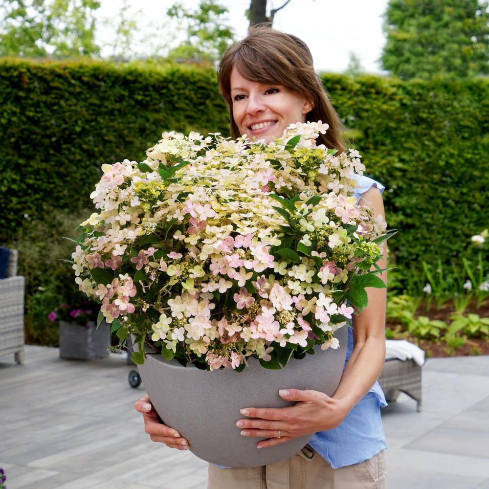 Thompson and Morgan Hydrangea Paniculata Polestar Ophelia Potted Plant 9cm 3 Pack Image 3