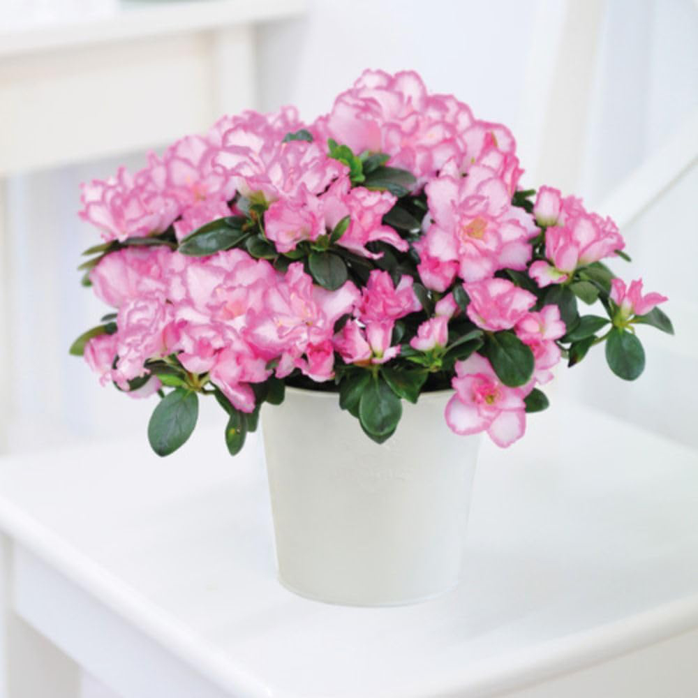 Thompson and Morgan Christmas Gift Pink and White Azalea Plant Pot 12cm 2 Pack Image 4