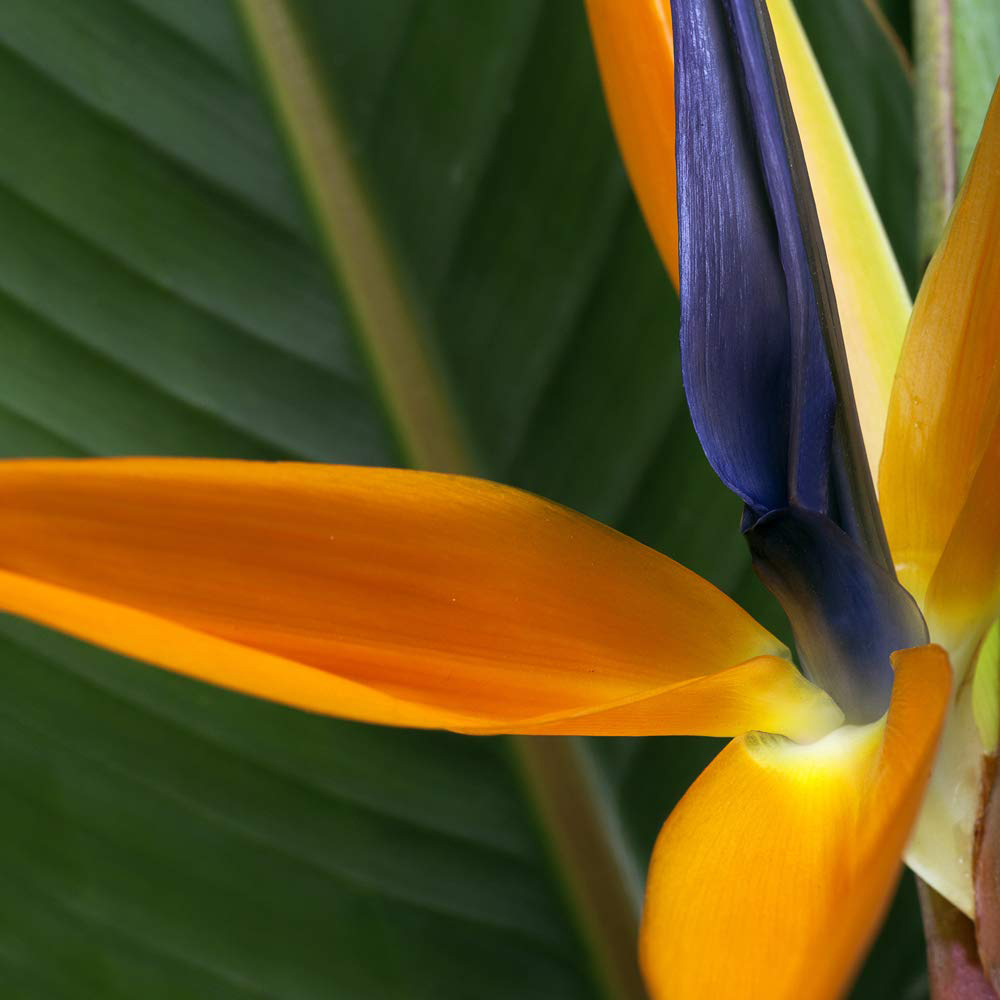 Thompson & Morgan Strelitzia Bird of Paradise Potted Plant 13cm Image 3