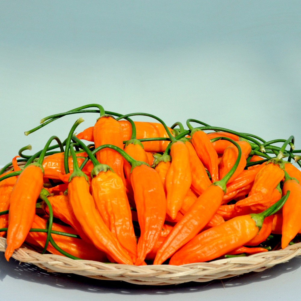 Thompson and Morgan Pepper Chilli Mild Patio Havanna Gold Plant Pot 9cm Image