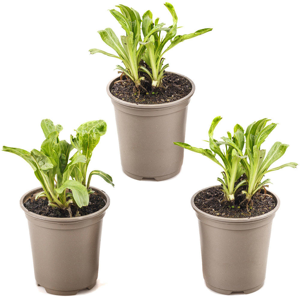 YouGarden Scabiosa Caucasica Fama Blue Caucasian Pincushion Plant Pot 3 Pack Image 3