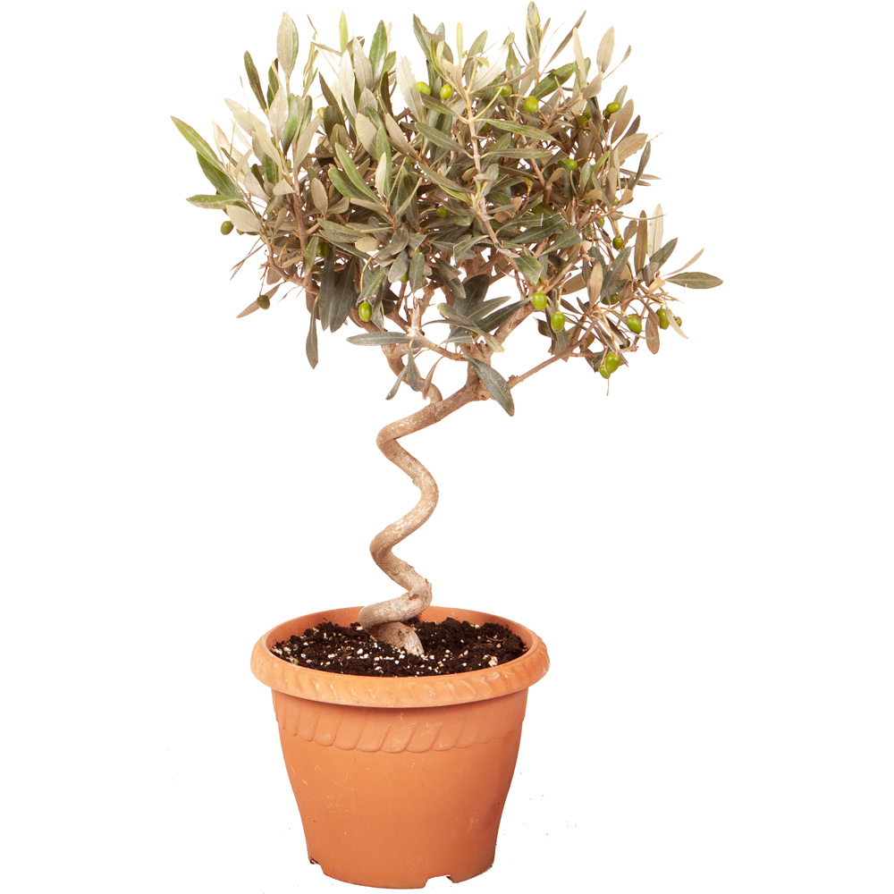 YouGarden Spiral Olive Tree Pot Image 2