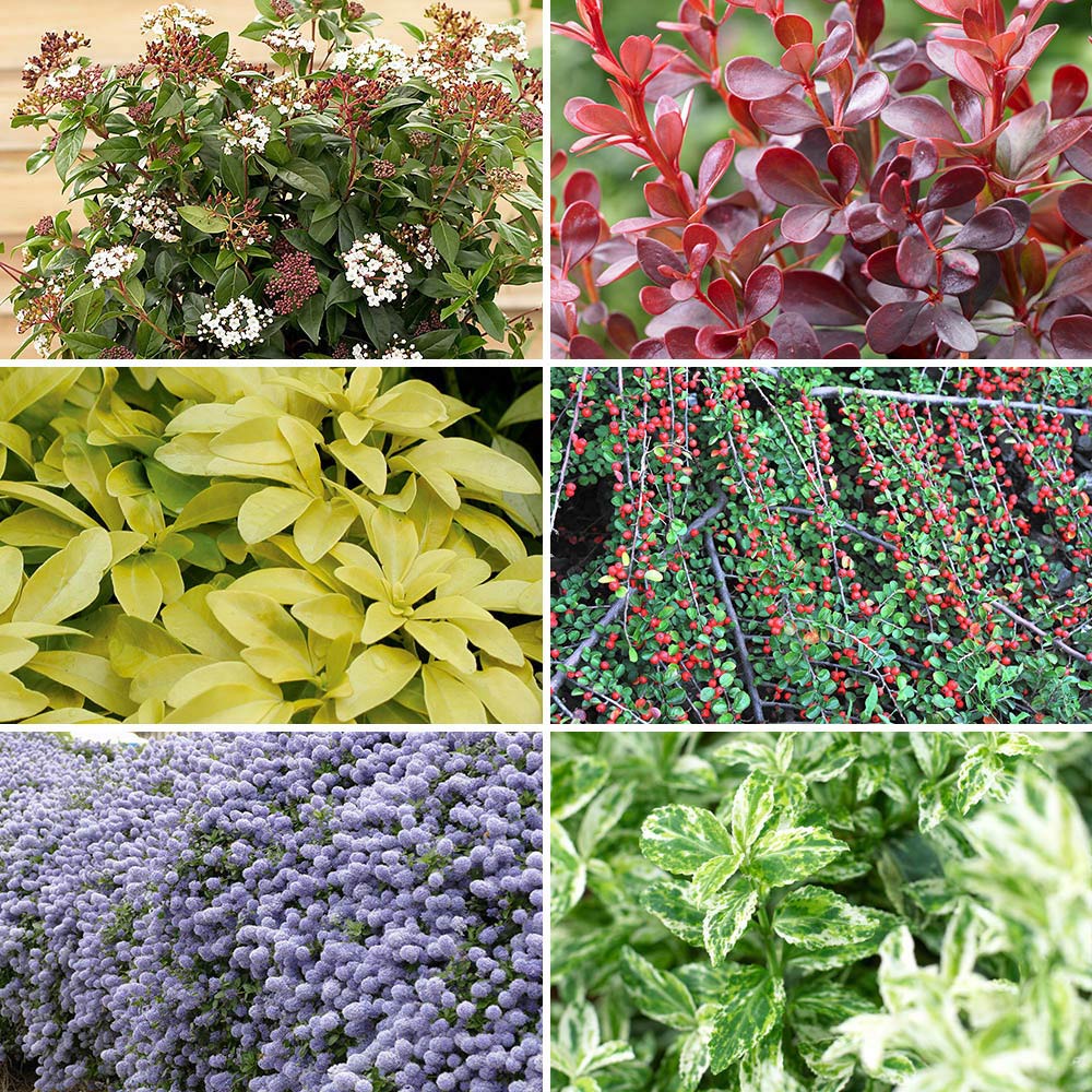 YouGarden Evergreen Shrub Collection 6 Pack Image 1