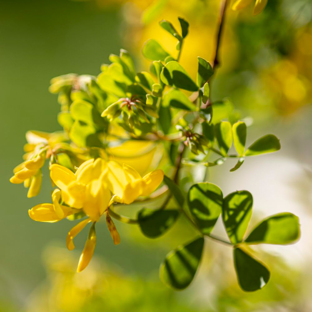 Thompson and Morgan Coronilla Citrina Tower Pot Collection Image 1