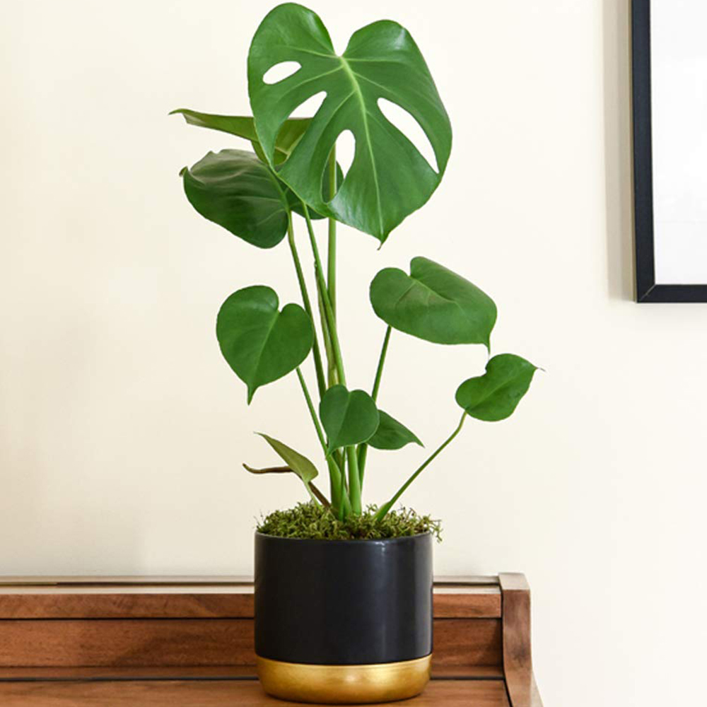 Thompson and Morgan Monstera Deliciosa Swiss Cheese Plant Pot 3L Image 1