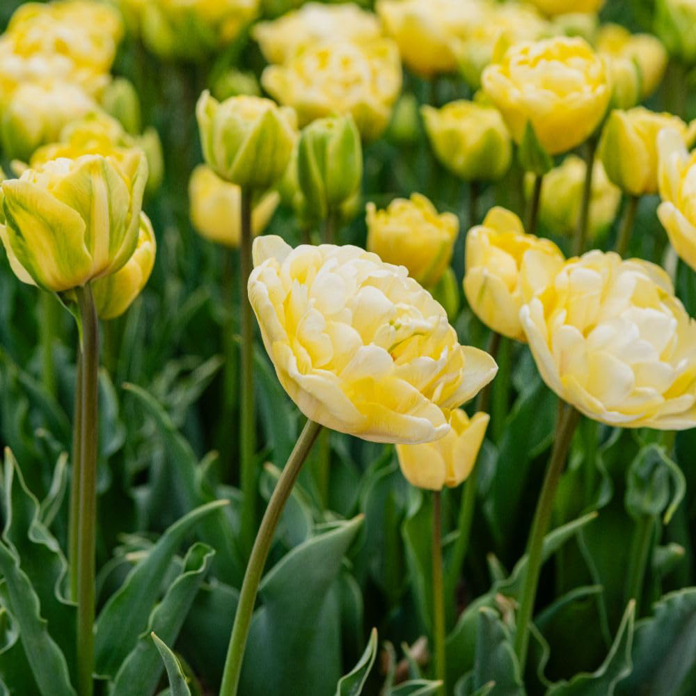 Thompson and Morgan Tulip Wedding Dream Planting Bulb 16 Pack Image 2