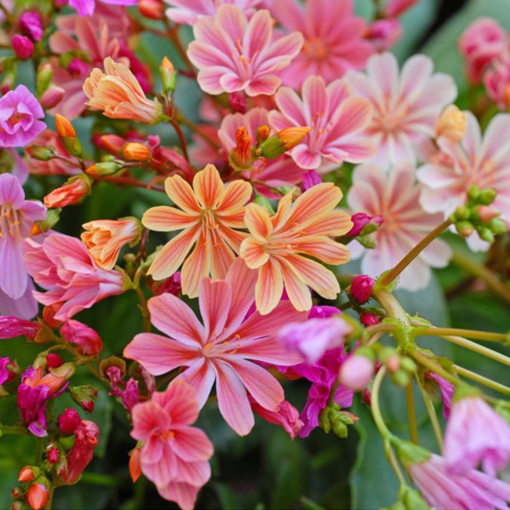 Thompson and Morgan Lewisia Elise Mixed Plant Plugs 12 Pack Image 3