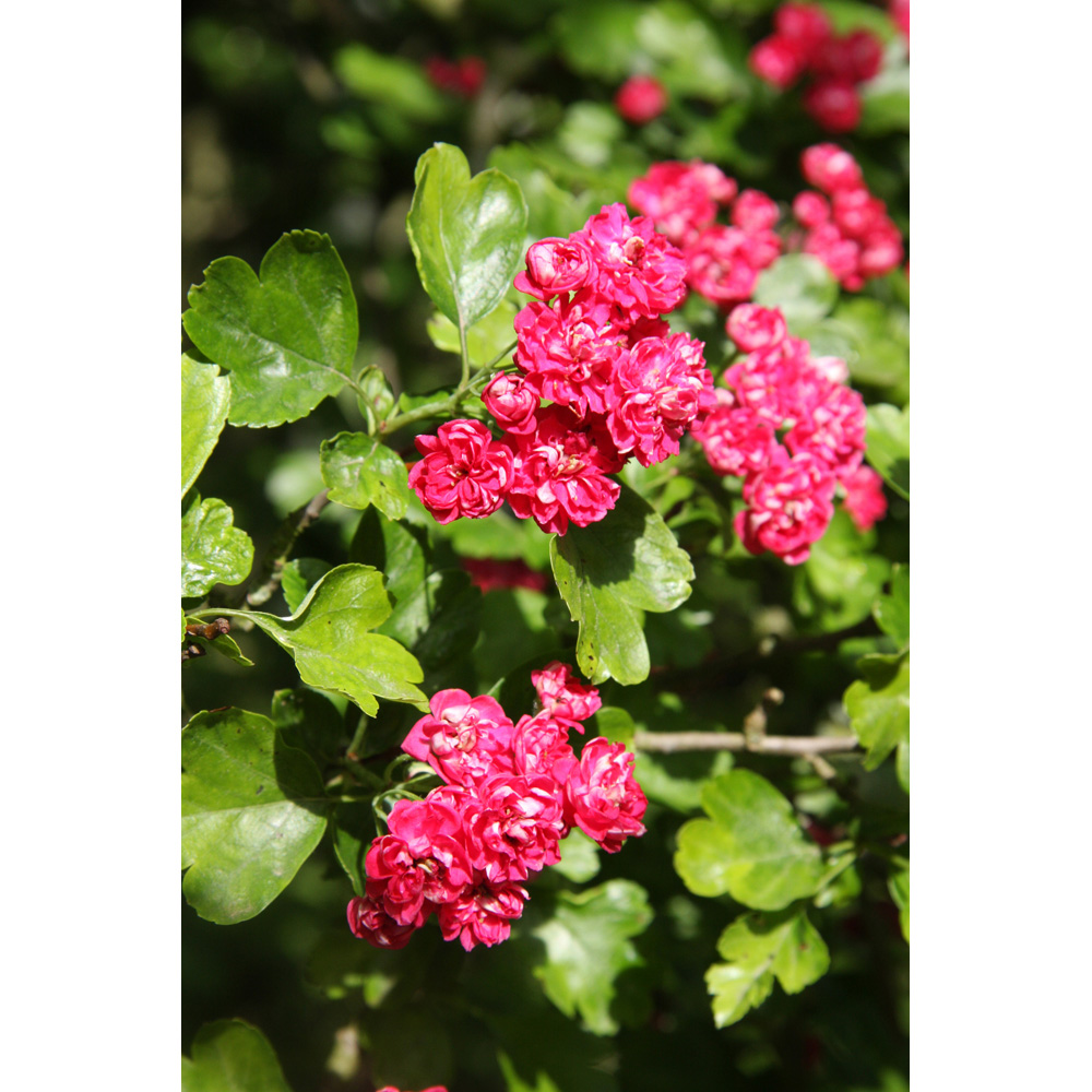 Frank P Matthews Trees Crataegus X Med Pauls Scarlet Maiden Tree Image 2