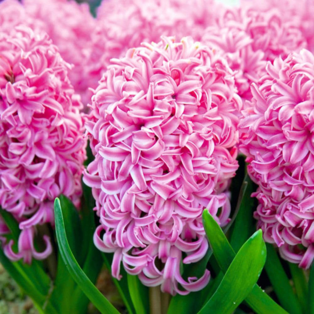 Thompson and Morgan Christmas Gift Hyacinth Scented Pink Pearl 5 Planting Bulb in Pot 16cm Image 3