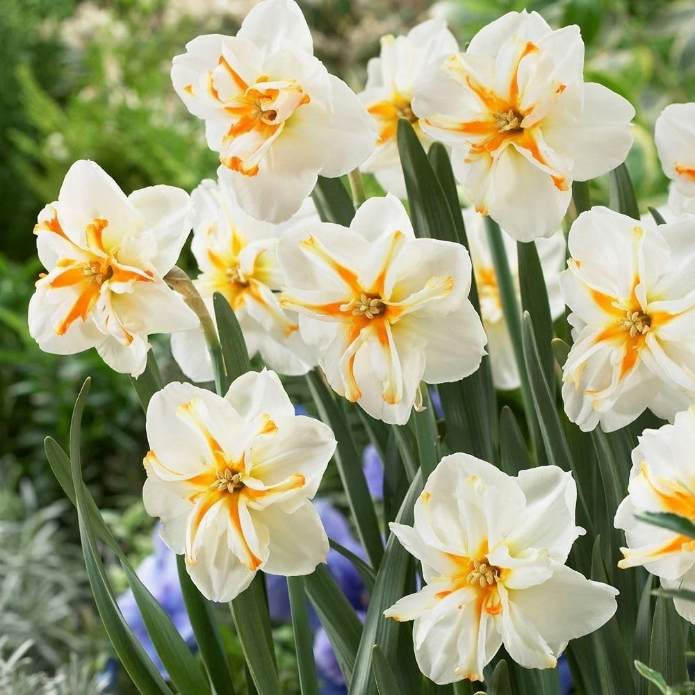 Thompson and Morgan Daffodil Trepolo Autumn Planting Bulb 6 Pack Image 3