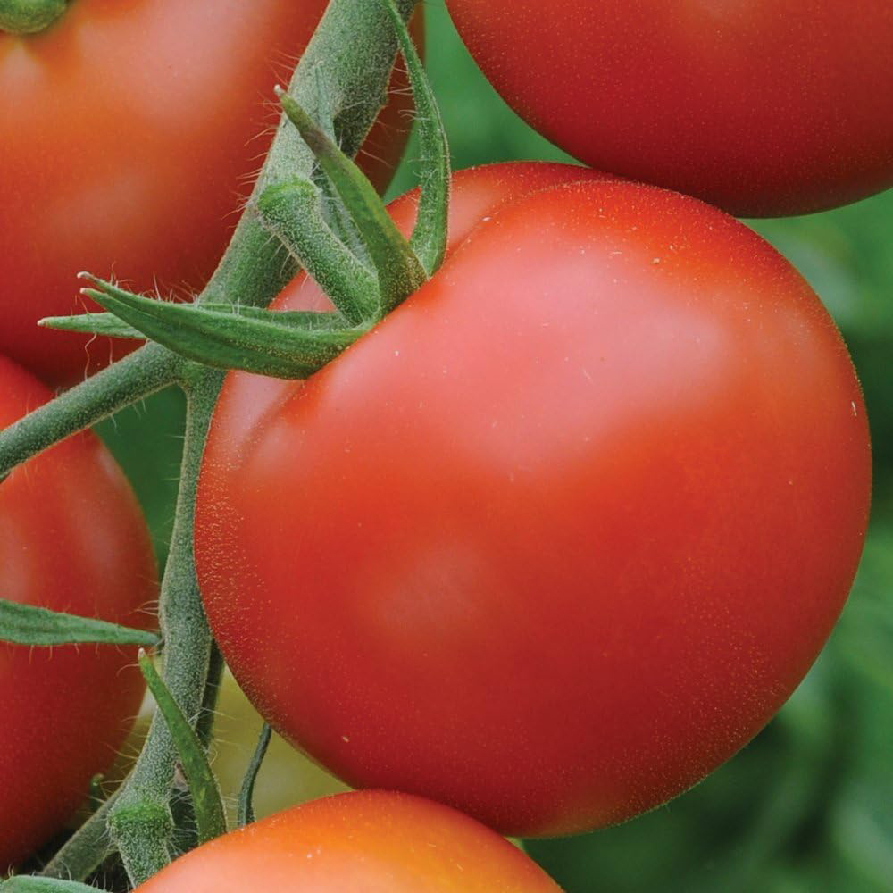 Thompson & Morgan Tomato Moneymaker Seed Packet Image 3