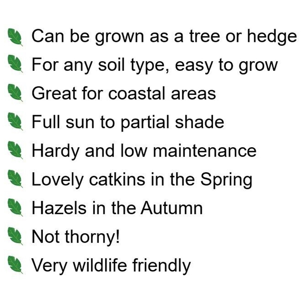 Inspirational Gifting Hazel Bare Root Hedge Plant Saplings 3ft 20 Pack Image 7