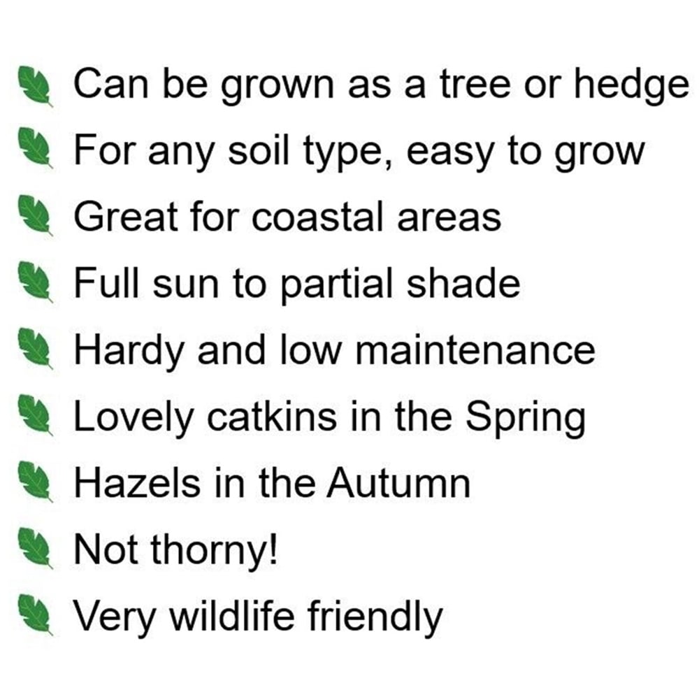 Inspirational Gifting Hazel Bare Root Hedge Plant Saplings 2ft 10 Pack Image 7